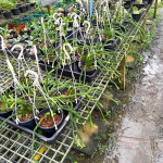 Хуперция H.HEXAGON 5"