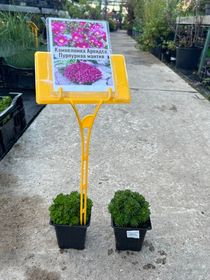 Рассада цветочно-декоративных растений