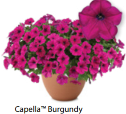 ЕВРО Петуния Capella Burgundy ОКС укорененные черенки В наличии