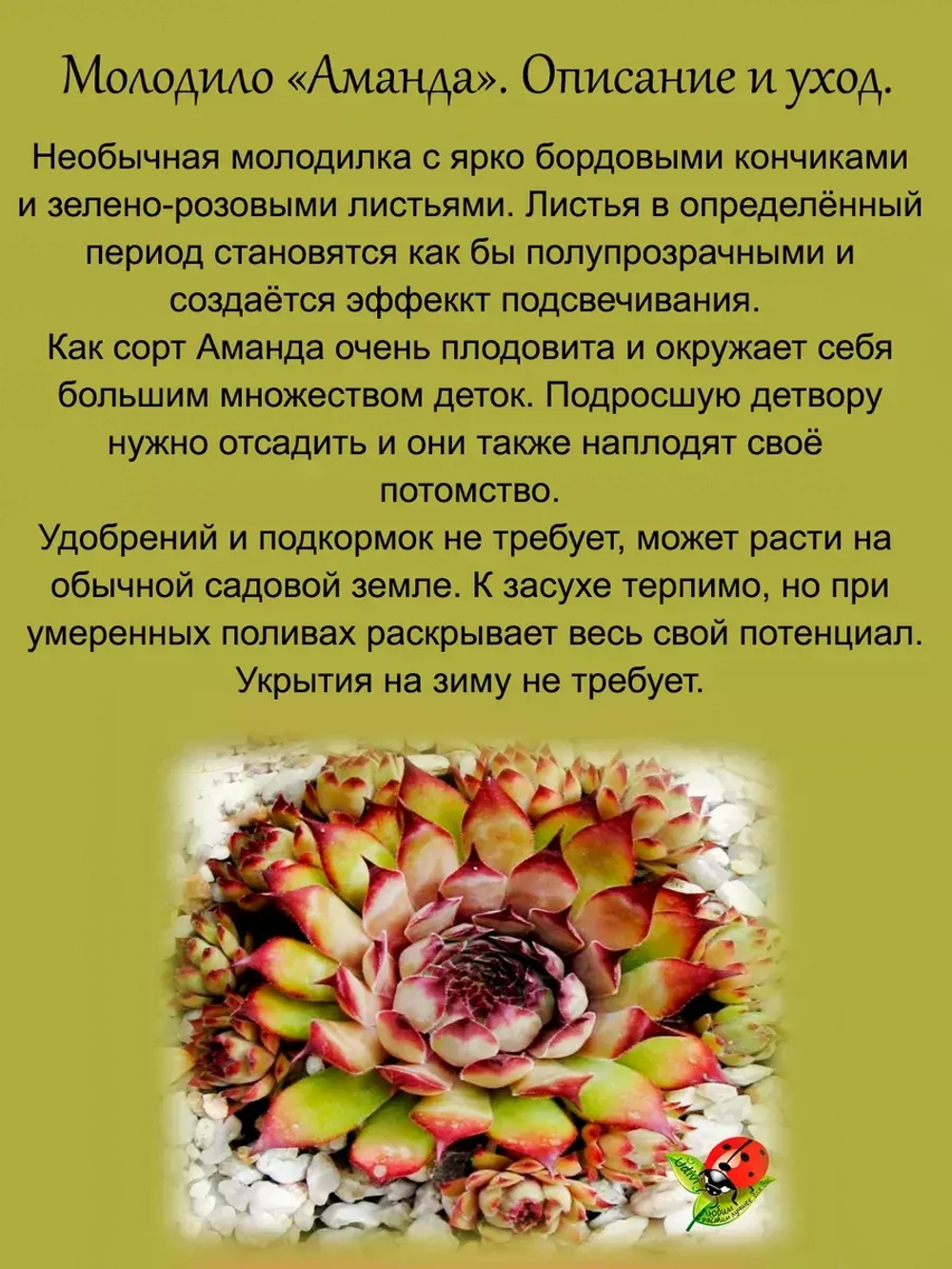 Молодило Аманда двухцветное каменная роза