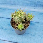 Euphorbia meloformis f. Variegated (Эуфорбия вариегатная)