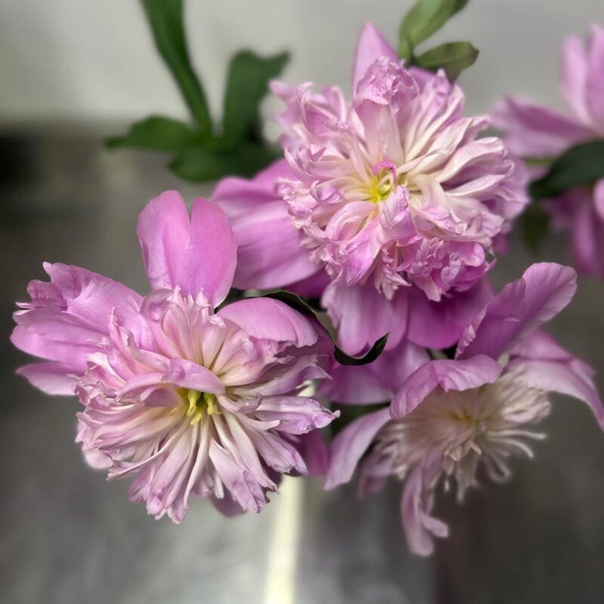 🌸♛ Месье Жюль Эли (Monsieur Jules Elie) — букет ароматных пионов — 8 марта у Феи