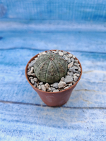 Euphorbia Obesa (Эуфорбия)