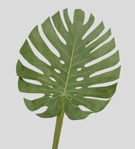 TR 606L Монстера