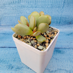 Adromischus Pink Blush (Адромискус)