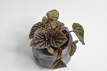 Пеперомия Ред Луна / Peperomia Red Luna