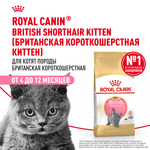 Royal Canin British Shorthair Kitten (БРИТАНСКАЯ КОРОТКОШЕРСТНАЯ КИТТЕН) Корм сухой сбалансированный для британских котят 400г