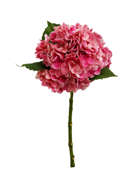 Гортензия садовая на стебле - Фуксия