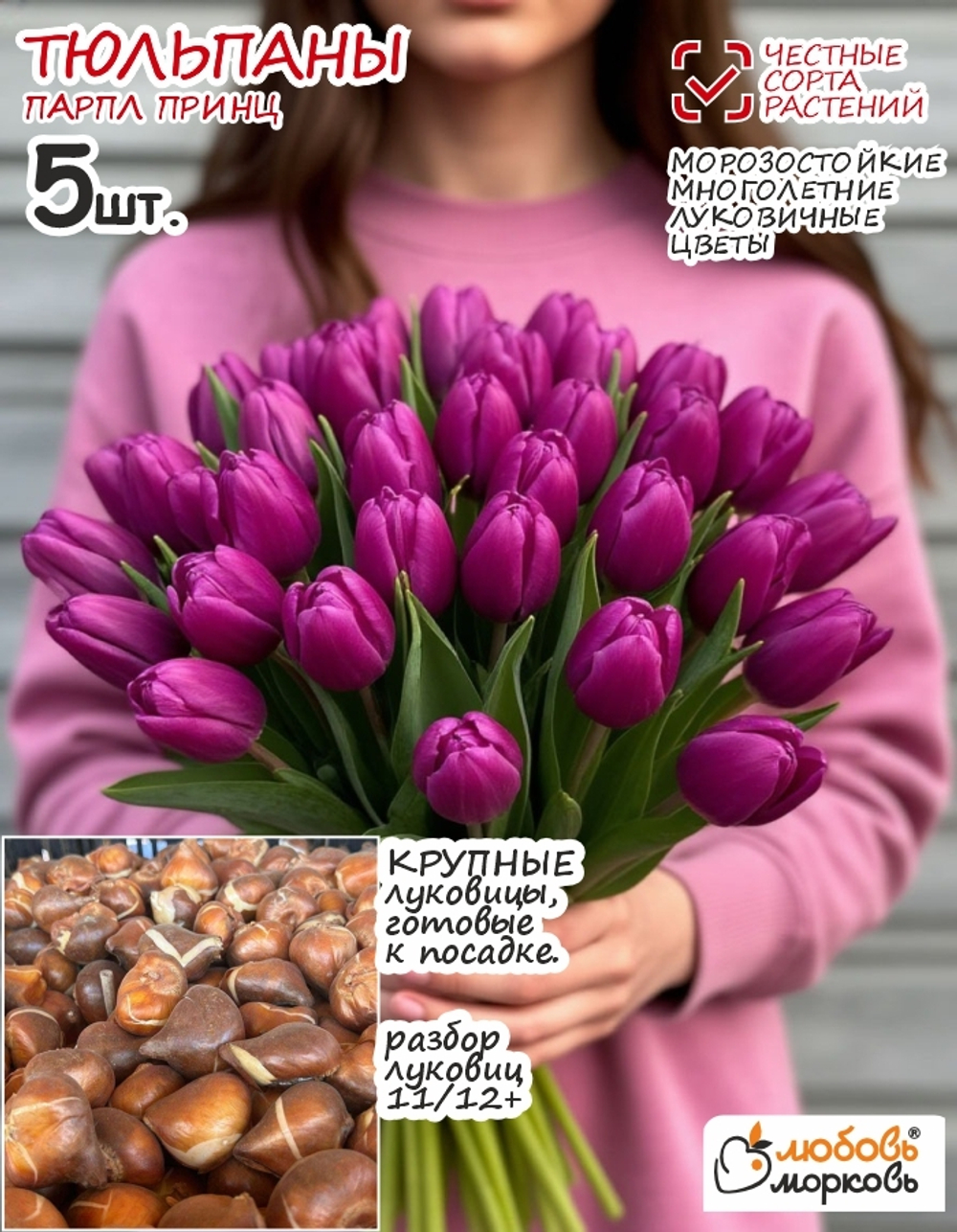 Тюльпан Луковица, Парпл Принц 5 шт