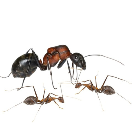 Муравьи Camponotus angusticollis (Самый крупный муравей планеты)