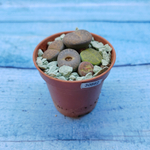 Lithops sp. (Литопсы)