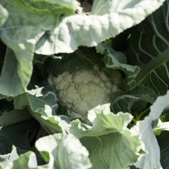 Церси F1 семена капусты цветной – фото 2