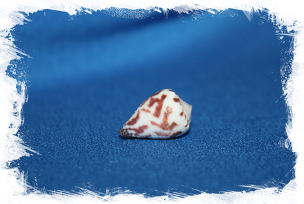 Свадебный конус (Conus sponsalis)