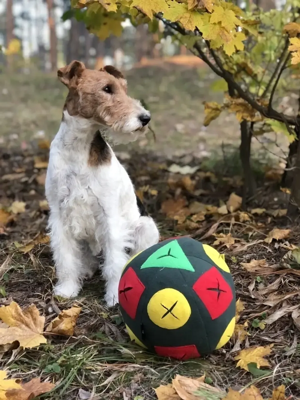 Игрушка для собак Мяч для собак Игровой коврик для собак