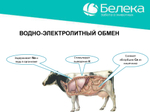 Дексалека (аналог дексафорта), раствор для инъекций, 100 мл