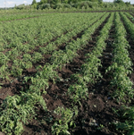 Дебют F1 семена томата детерминантного (Seminis / Семинис)