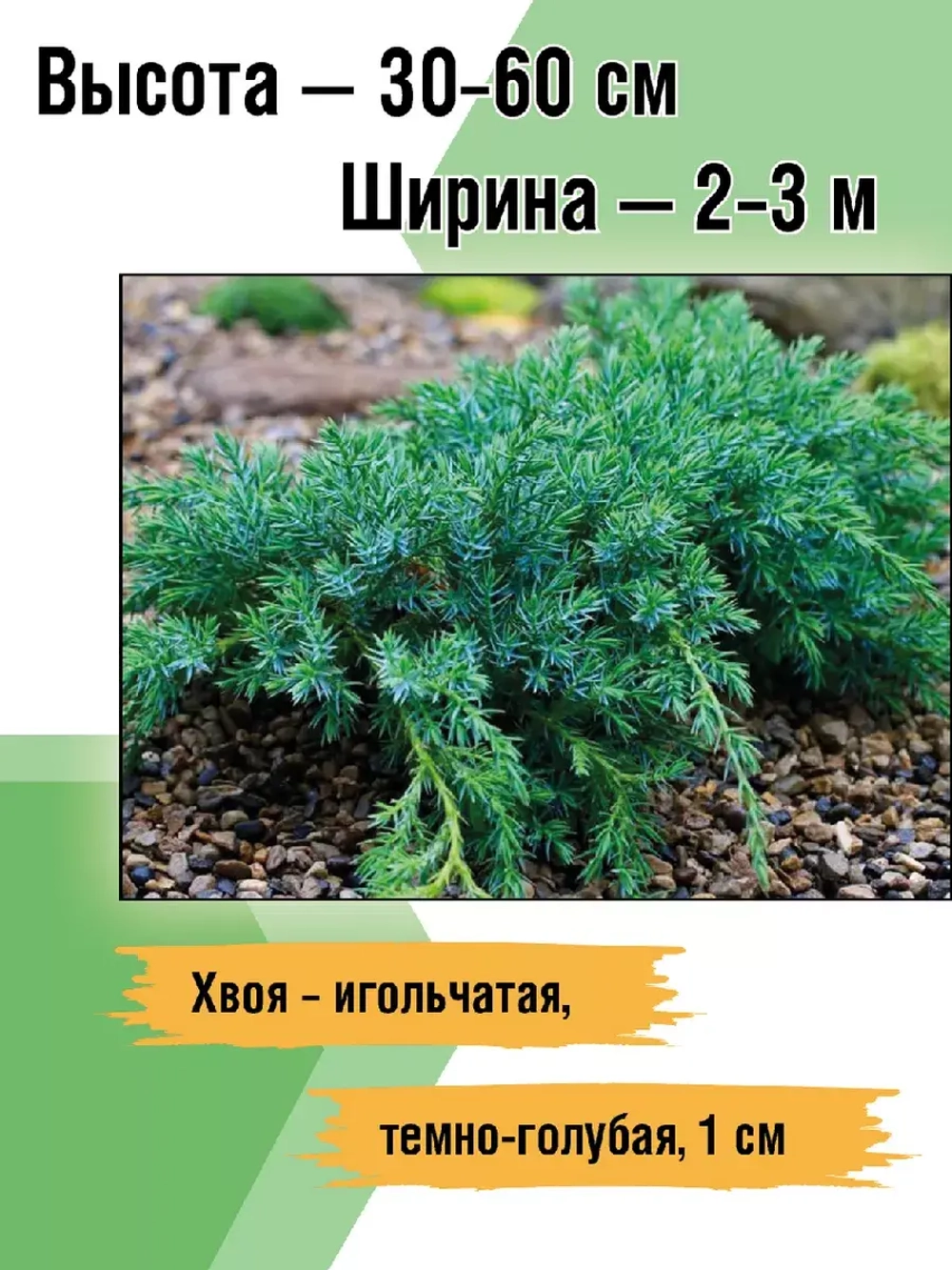 Можжевельник Блю карпет саженцы хвойных