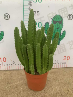 Кактус super mix д.9