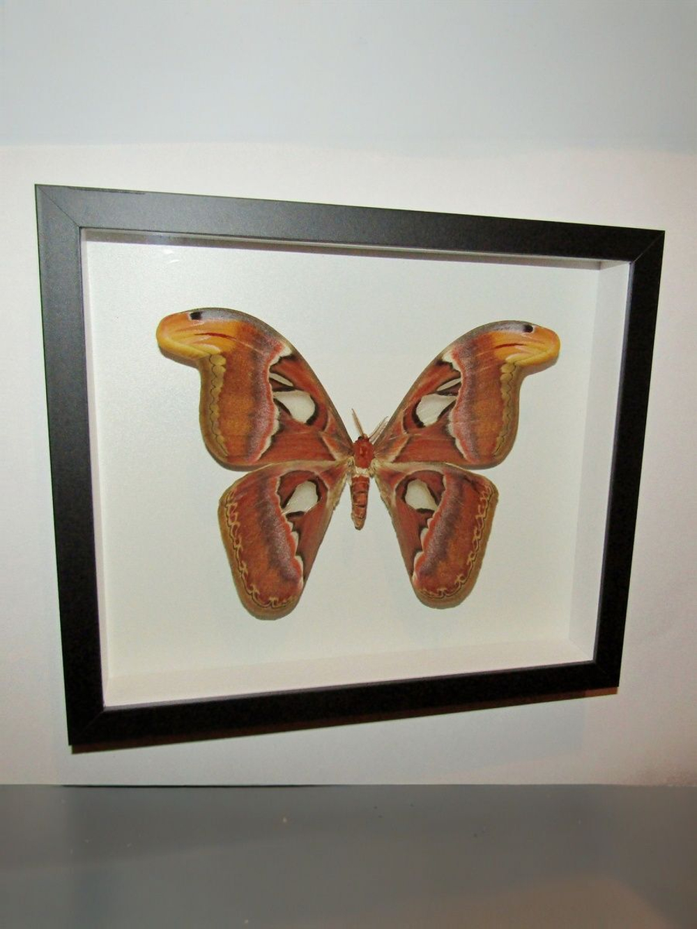Бабочка Attacus atlas самка в рамке