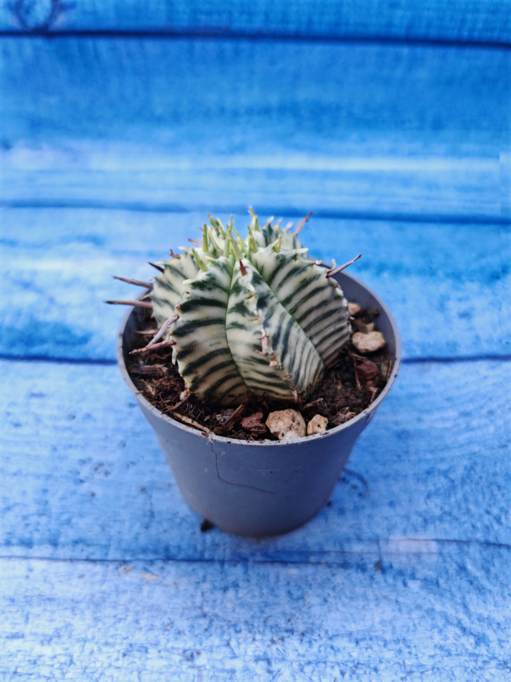 Euphorbia meloformis f. Variegated (Эуфорбия вариегатная)