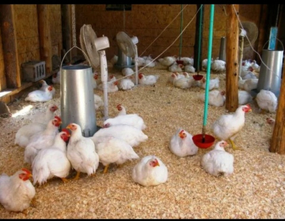 Комбикорм для кур-несушек 
ПК-1 от 5,5 месяцев и старше , 
мешок 25 кг 
,,Смоленский КХП "