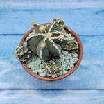 Astrophytum Myriostigma "Hakujo Fukuryu"  (Астрофитум)