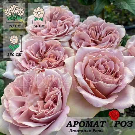 Кафе Латте (Cafe Latte)