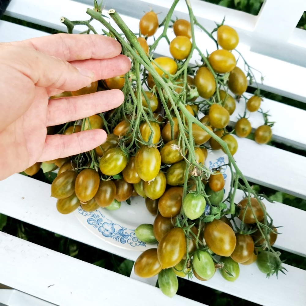 Помидоры - Штурмовой Норман - Stormin' Norman