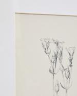 Картина Lirena с ботанической иллюстрацией 70 x 50 см