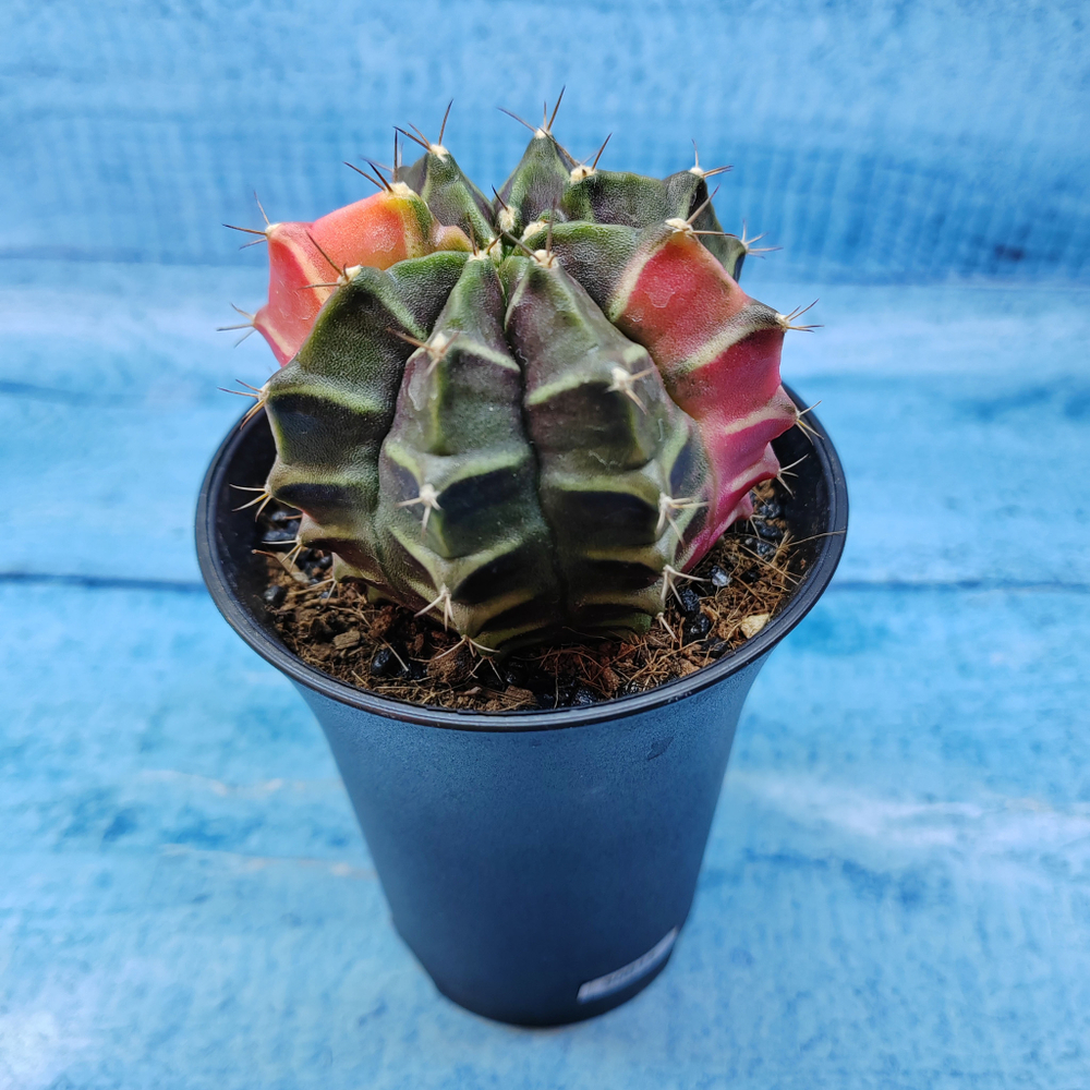 Gymnocalycium Variegata (Гимнокалициум Вариегатный)