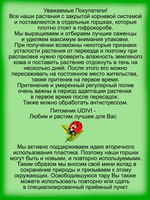 Флокс Кул Вотер метельчатый