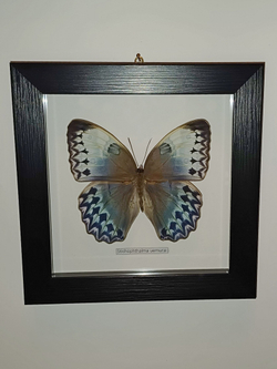 Бабочка Stichophthalma uemurai в рамке