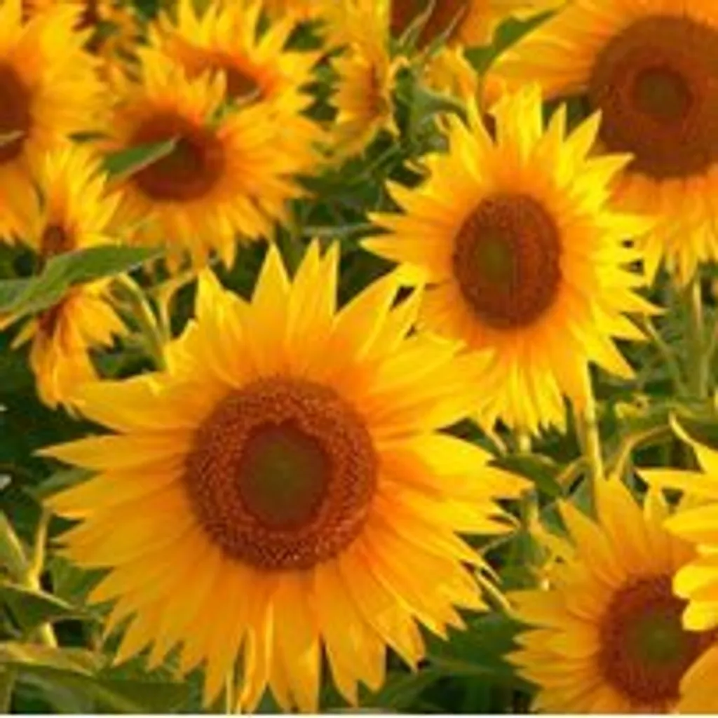 Подсолнечник (корень)