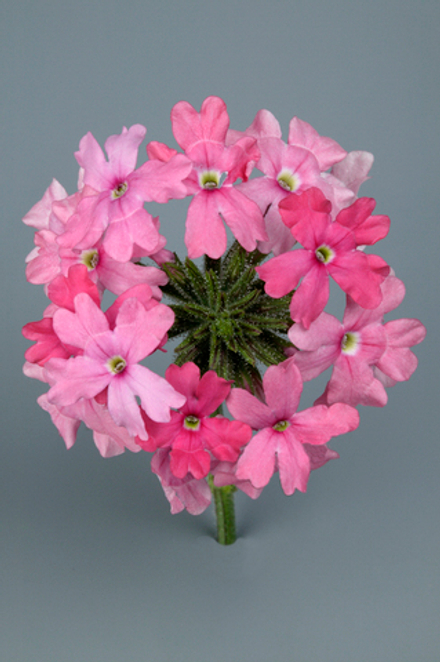 ЕВРО Вербена TAPIEN Salmon укоренный черенок ОКС февраль 26 Kohen