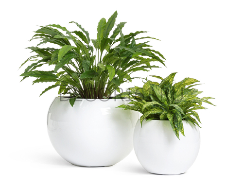 Кашпо TREEZ Effectory Gloss Полусфера Белый глянцевый лак в-43 см, д-60 см 41.3320-05-035-WH-60