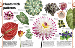 Trees, Leaves, Flowers and Seeds: A visual encyclopedia of the plant kingdom