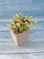 Portulacaria Afra Variegata (Портулакария)