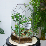 Флорариум с водопадом бонсай Фикус