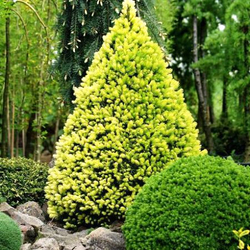 Ель канадская Daisy's White