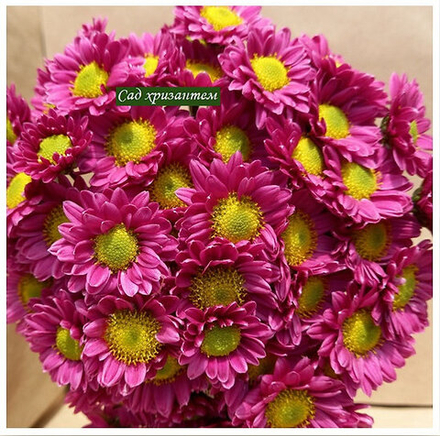 Хризантема кустовая Santini Chrissy pink 🌼 к.20 (отгрузка август - сентябрь 2025г)