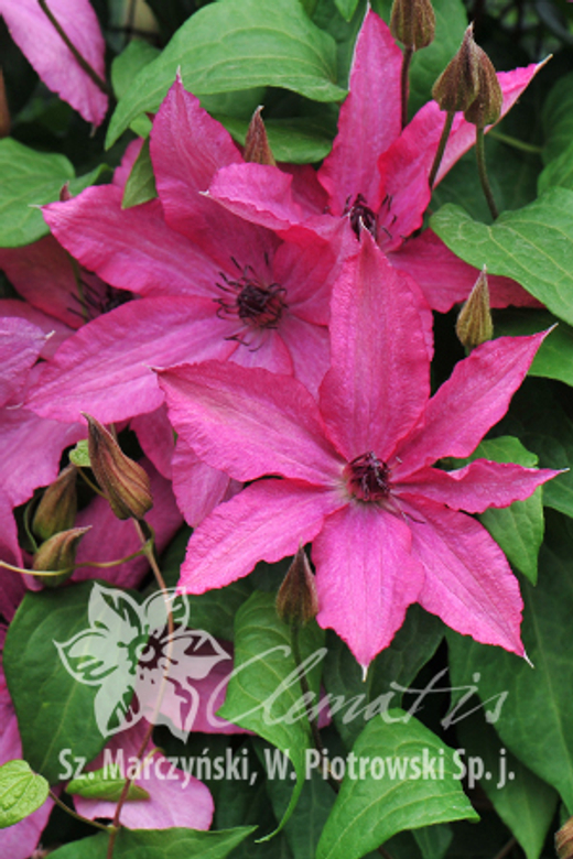 Клематис гибридный Барбара Закупка М33 апрель 2026