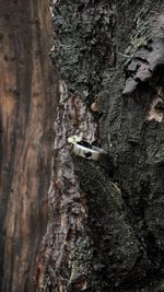 Кольцо Crystal Round с черной шпинелью