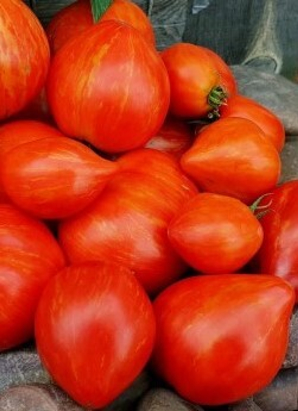 Гном Крапчатое Сердце Dwarf Speckled Heart