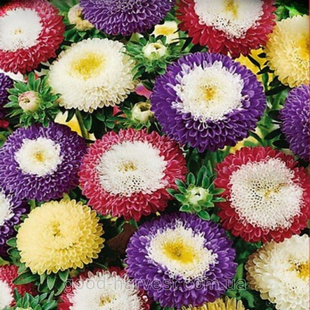 Семена Астра Помпонная смесь 0,2г