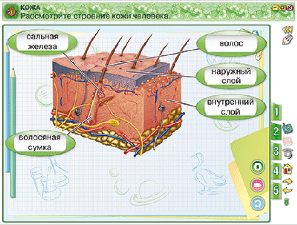 Наглядная школа. Окружающий мир 3 класс. Человек и природа