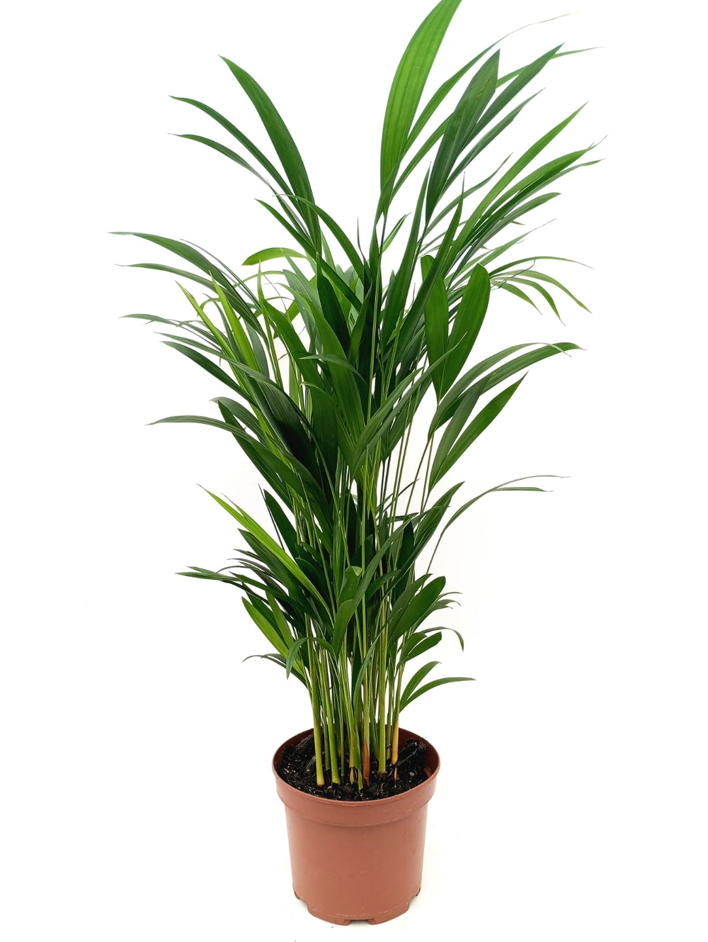 Хризалидокарпус