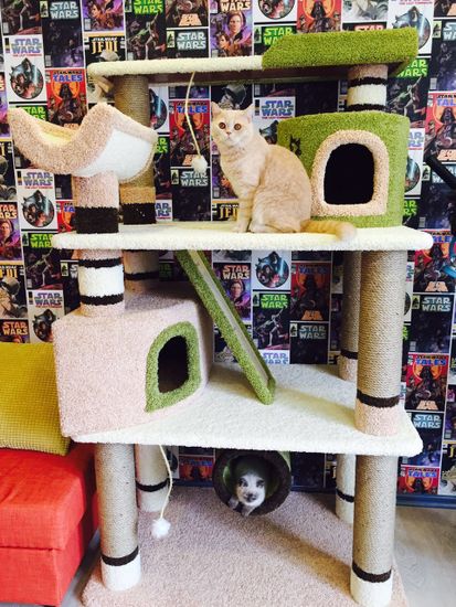 Комплекс для кошек ДВ-2