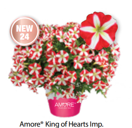 ЕВРО Петуния Amore King of Hearts ОКС укорененные черенки В наличии