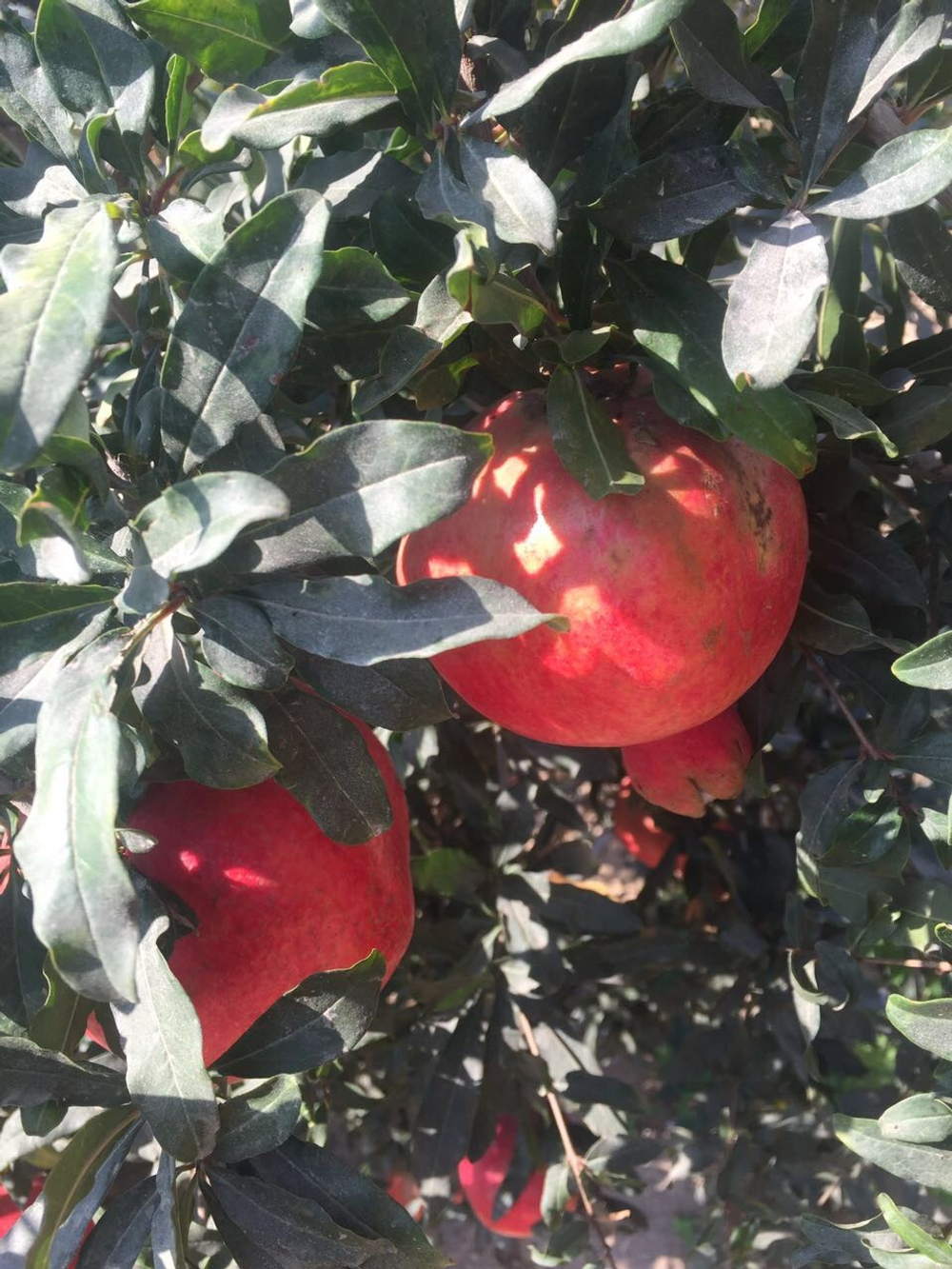 гранат из Египта