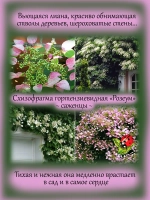 Схизофрагма гортензиевидная Розеум